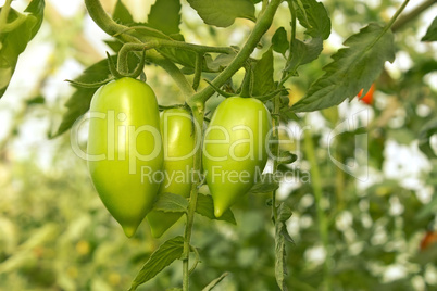 Green tomatoes in greenhouse
