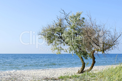 Lonely tree on the seashore