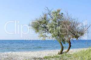 Lonely tree on the seashore