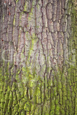 Bark covered with moss