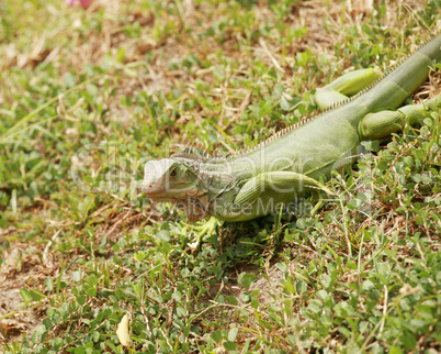 green iguana, male adult, panama, central america
