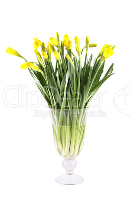 Yellow daffodils