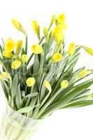 Yellow daffodils