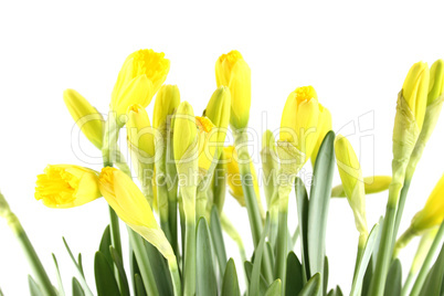 Yellow daffodils