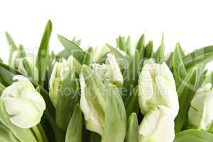 Tulips Bouquet isolated on white