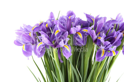 Bouquet of irises
