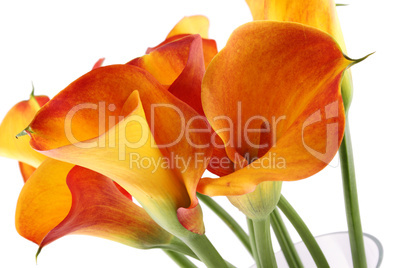 Bouquet Calla