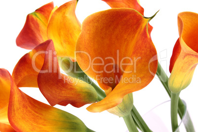 Bouquet Calla