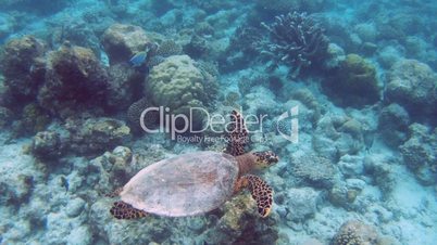 Green sea turtle 04