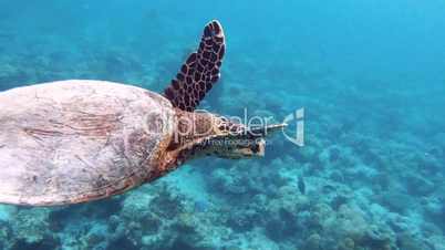 Green sea turtle 05