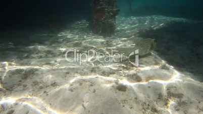 Whitespotted pufferfish 02