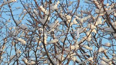 Trees in Snow