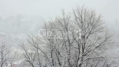 Trees in Snow