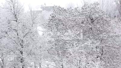 Trees in Snow