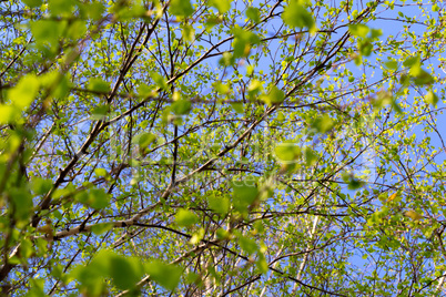 Leaves on branches of a tree