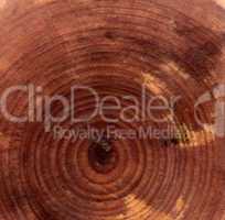 Closeup wooden cut texture
