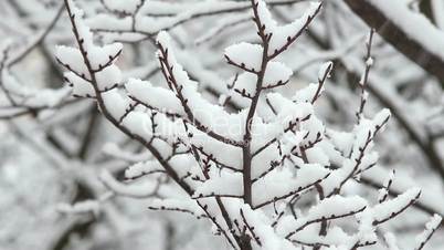 Trees in Snow