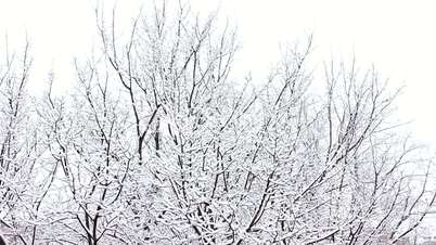 Trees in Snow