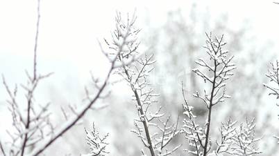 Trees in Snow