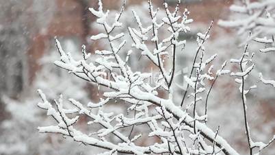 Trees in Snow