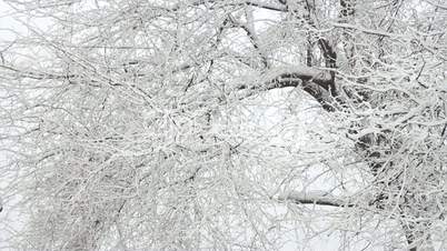 Trees in Snow