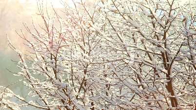 Trees in Snow