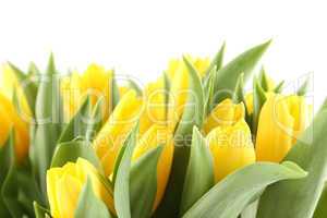 Tulips Bouquet isolated on white