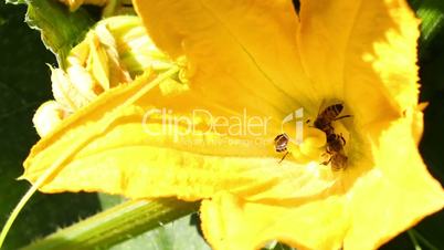 Bee in flower