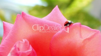 Ladybug in the rose