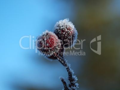 Weißdorn mit Frost