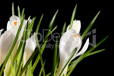 Growth of white crocuses on the black background