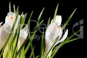 Growth of white crocuses on the black background