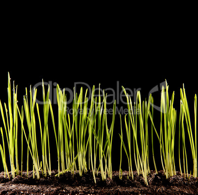 Green grass growing on the black background