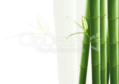 Bamboo isolated on white