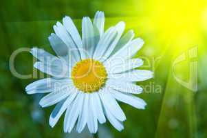 camomile