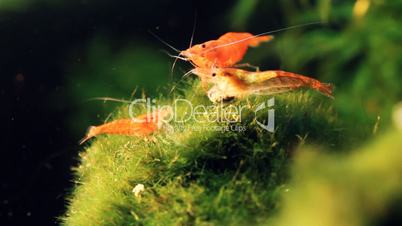 Shrimps 03