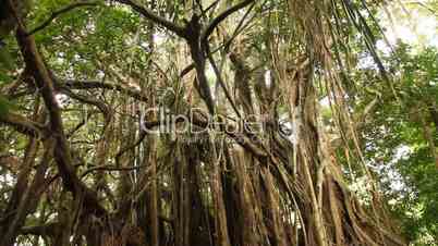 Baum im Regenwald, Südamerika