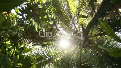 Palme im Regenwald