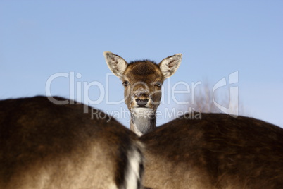 fallow deer baby