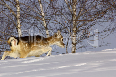 fallow deer doe in winter