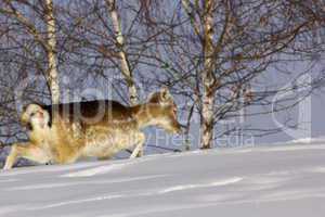 fallow deer doe in winter
