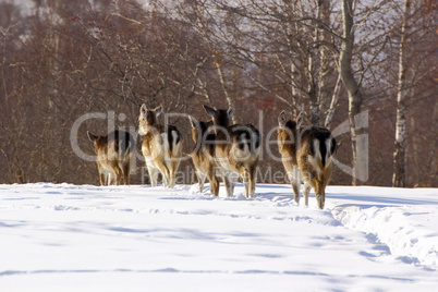 fallow deer herd