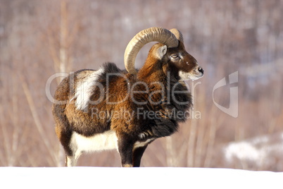 mouflon hunting