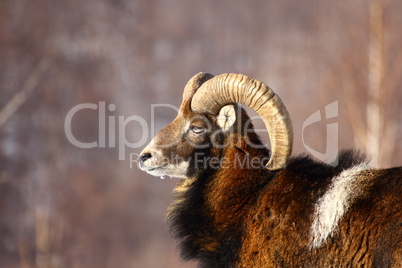 mouflon ram hunting