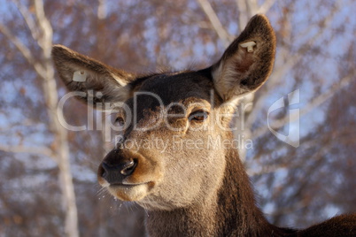 red deer closeup