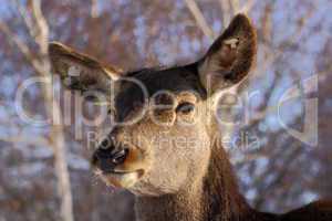 red deer closeup