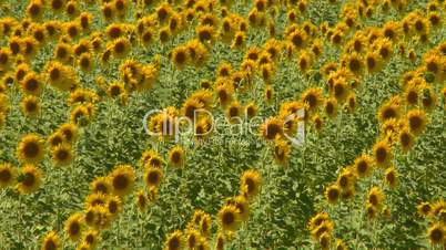 Sunflower field