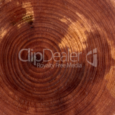 Closeup wooden cut texture