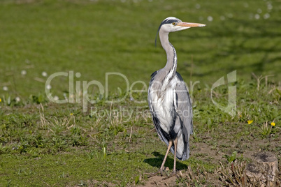 Graureiher Ardea cinera