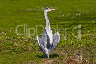 Graureiher Ardea cinera